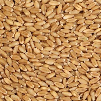 Organic natural Wheat